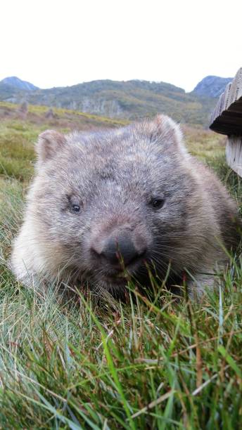 istock Wombat at cradle mountain with mountain in background 1264440888