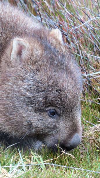 istock Wombat portrait eating grass 1264440892