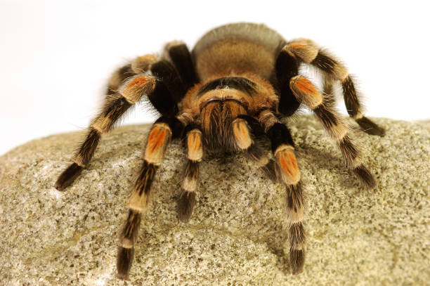 istock A black and red spider crawling on a stone 1264440968