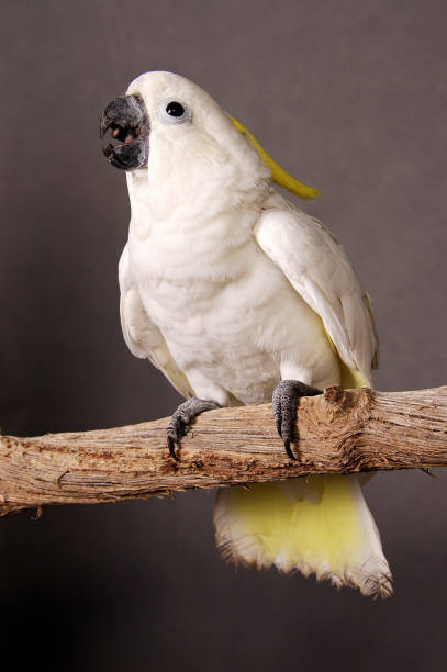 istock A white and yellow parrot standing on branch 1264441047