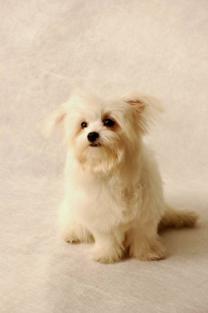 istock A white Maltese sitting up straight 1264441194