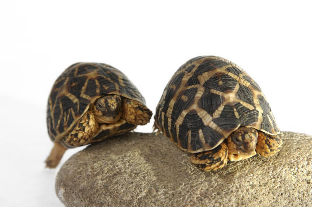 istock Two tortoises crawling up a stone together 1264441220