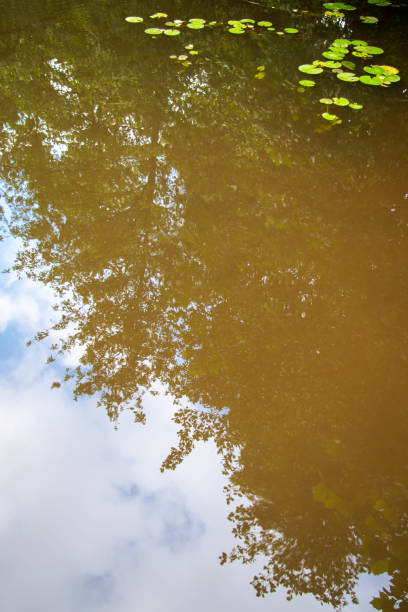 istock Surreal reflection on forest pond with lily pads 1264441610