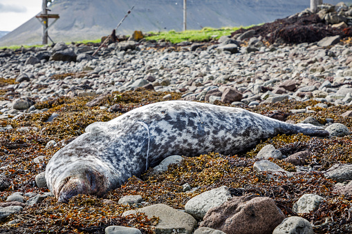 Carcass of a gray seal on a beach in a remote part of Iceland