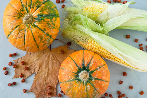 Ripe pumpkins and corn cobs on a gray background with a maple leaf. Food background. Harvest Thanksgiving. Horizontal orientation, selective focus, top view.