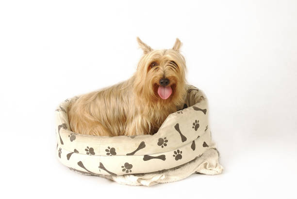 istock A Silky Terrier sitting on a dog's couch with its tongue out 1264442055