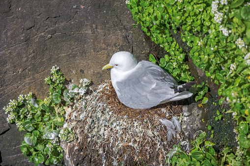 Sea gull on nest on a bird cliff at Latrabjarg, one of the biggest bird cliffs in Iceland