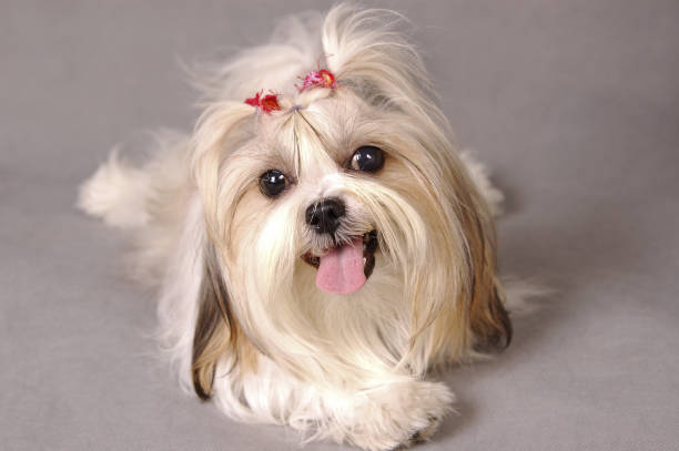 A Shih Tzu with red ribbons sitting down facing the camera with its tongue out A Shih Tzu with red ribbons sitting down facing the camera with its tongue out shih tzu stock pictures, royalty-free photos & images