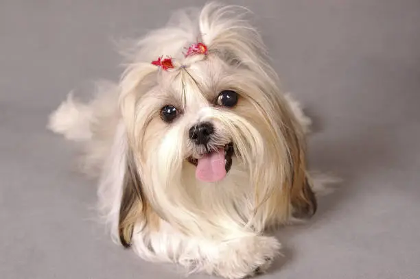 A Shih Tzu with red ribbons sitting down facing the camera with its tongue out