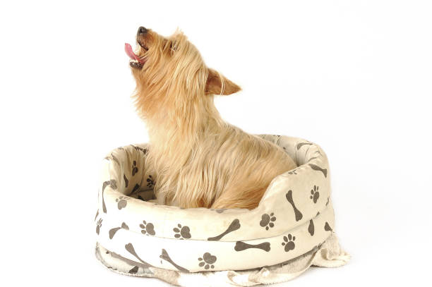istock A Silky terrier sitting on a dog's couch barking 1264443755
