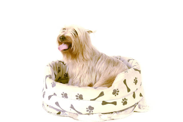 istock A Silky Terrier sitting on a dog's couch 1264443876