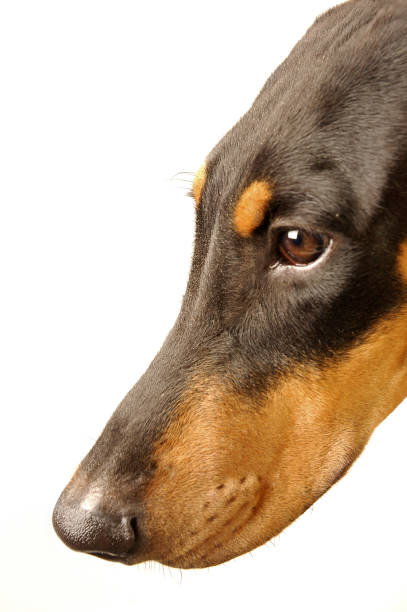 istock A side view picture of a Doberman's head 1264443996