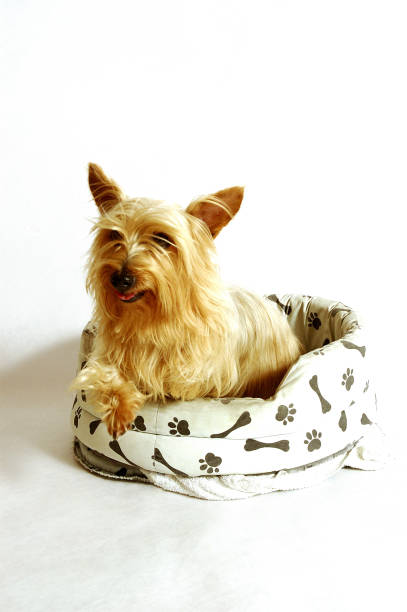 istock A Silky Terrier sitting on a dog's couch 1264444921