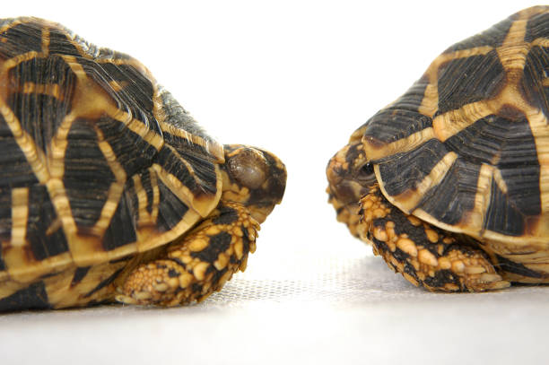 istock Two tortoises facing each other eye to eye 1264445527