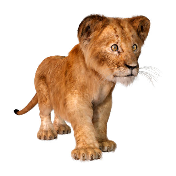 istock 3D illustration lion cub on white 1264445827