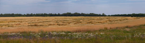 istock Landscape with wheat field, field flowers and trees 1264446032