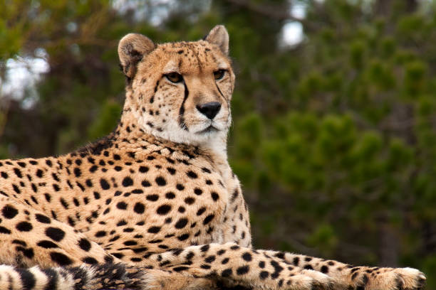 istock Cheetah sitting but alert 1264446033
