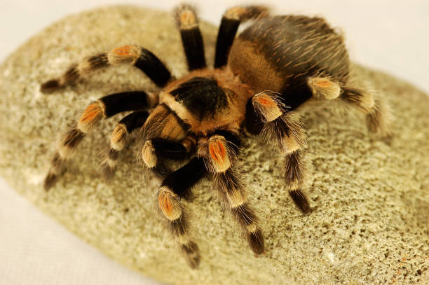 istock A black and red spider crawling on a stone 1264446059