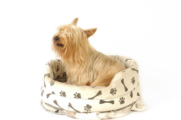istock A Silky Terrier sitting on a dog's couch 1264447615