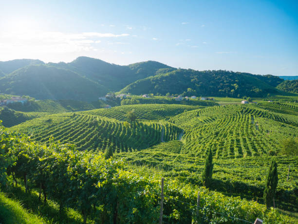 Vineyards in Valdobbiadene, hills of prosecco wine stock photo