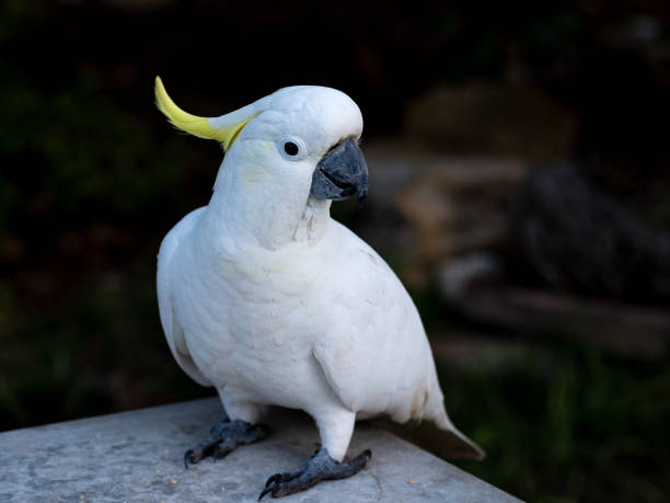 istock Sulphur-crested cockatoo visiting during the COVID-19 Lockdown 1264448526