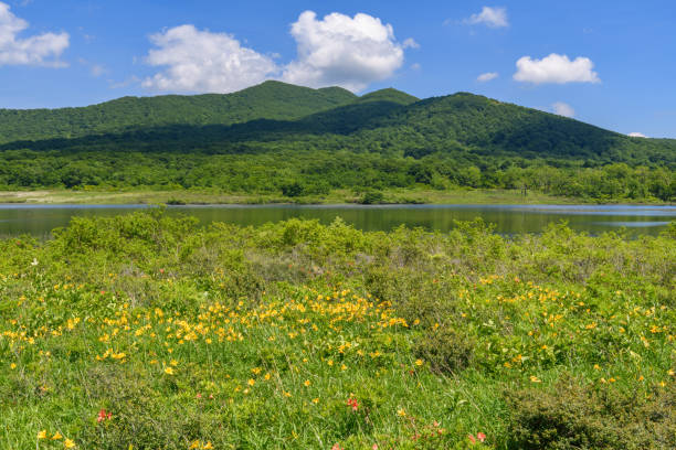 istock Hemerocallis dumortieri var. esculenta in Oguninuma Pond 1264449015