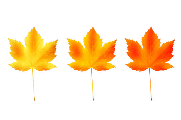 Color variations of autumn maple leaves isolated on white background. Top view
