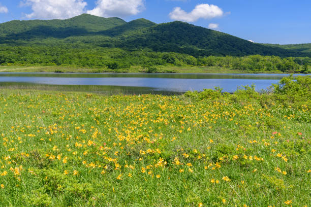 istock Hemerocallis dumortieri var. esculenta in Oguninuma Pond 1264449064