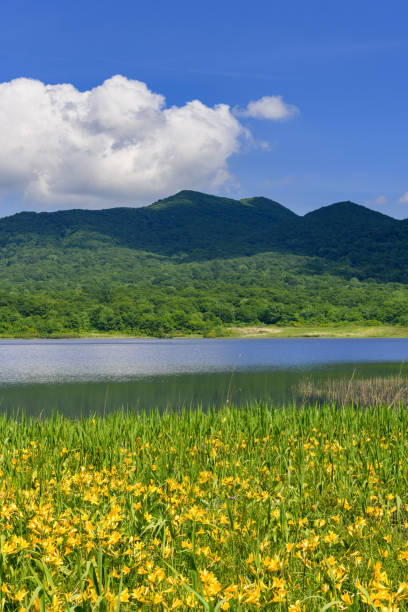 istock Hemerocallis dumortieri var. esculenta in Oguninuma Pond 1264449886