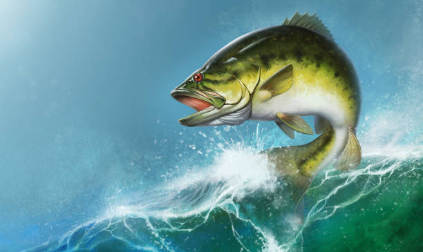 ilustraciones, imágenes clip art, dibujos animados e iconos de stock de lobina negra salta fuera del agua ilustración realista. gran perca perca de pesca en los ee.uu. en un río o lago. - black bass illustrations