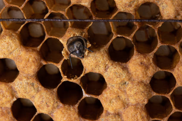 istock A young honey bee is born from the brood honeycomb 1264454587