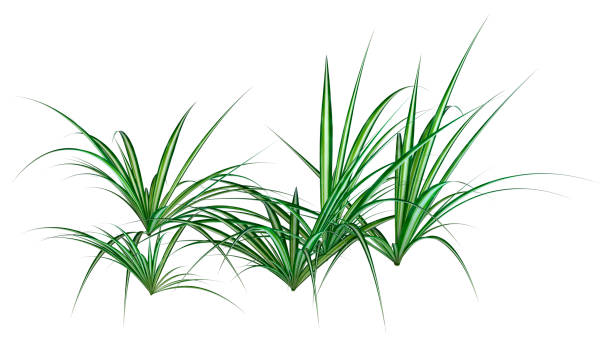 istock 3D illustration chlorophytum plant on white 1264455142