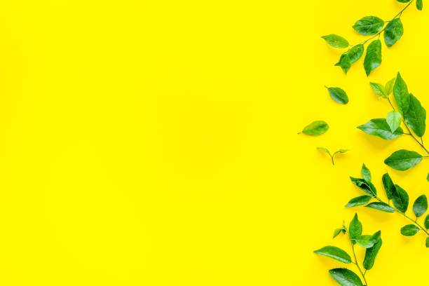 istock Green tree leaves pattern. Nature summer concept, above view, flat lay 1264455793