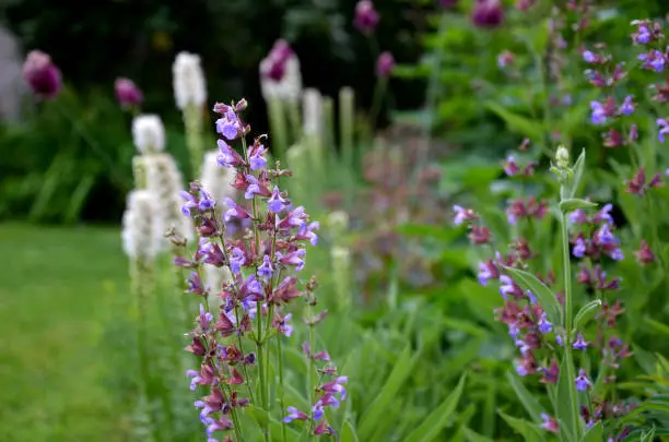 perennial, flower, bed, garden, park, purple, lythrum, salicaria, street, liatris, spicata, kobold, alba, echinacea, allium, garlic, sphaerocephalon, parasol, umbrella, sage, salvia, nemorosa, phlomis, russeliana, lawn, cobblestone, granite, tiles, cubes, white, violet, officinalis, edge, blanket, sunshade, beach, relax, herb, medicinal, verbena, bonariensis, rudbeckia, yellow, hirta