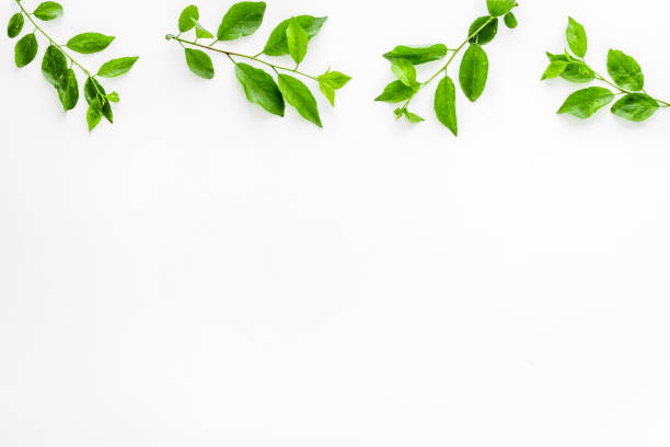 istock Green tree leaves pattern. Nature summer concept, above view, flat lay 1264455867