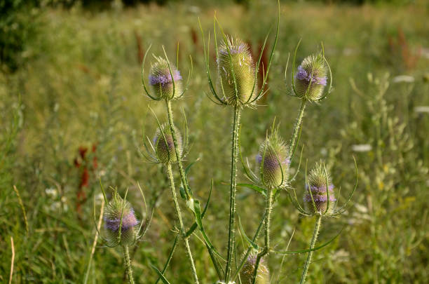 est une plante biennale robuste. brosse plaine est approprié après la floraison dans les décorations propriétés pousse à une hauteur de 0,8 - 2m fleurs de juillet à août fleur est blanc clair feuilles vertes, poussent dans la première année, - rose petals temperate flower scenics prickly rose photos et images de collection