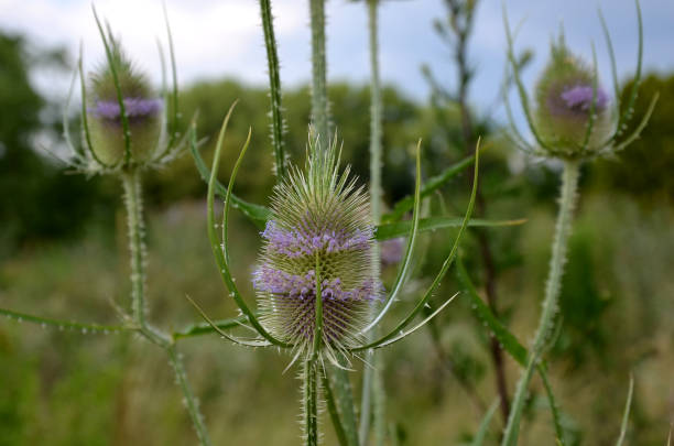 is a stout biennial herb. Plain brush is suitable after flowering in decorations Properties grows to a height of 0.8 - 2m blooms from July to August flower is light pink leaves green, grow in the first year,