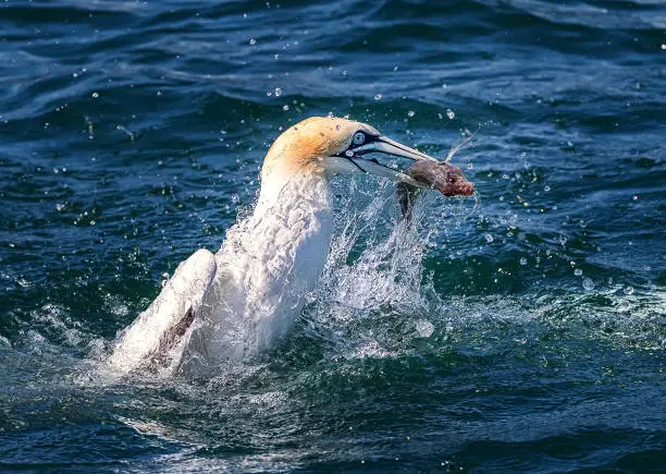 Photo of Diving gannet and fish in North Sea. Bempton Cliffs. England, UK