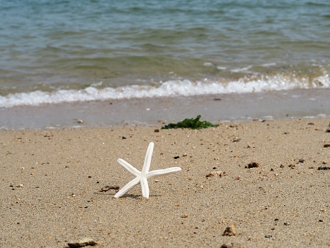 Isolated starfish on sand background. Summer beach concept.