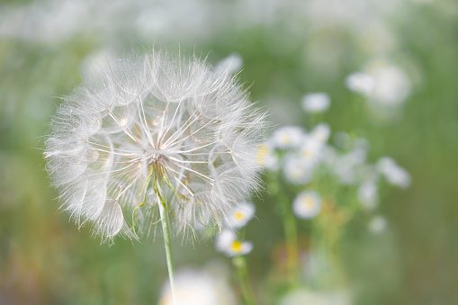 Dandelion in the field