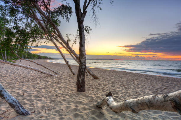 istock Beautiful sunset over a beach with birch trees by the Baltic Sea 1264460097