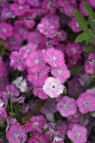 istock Purple flowers 1264460336