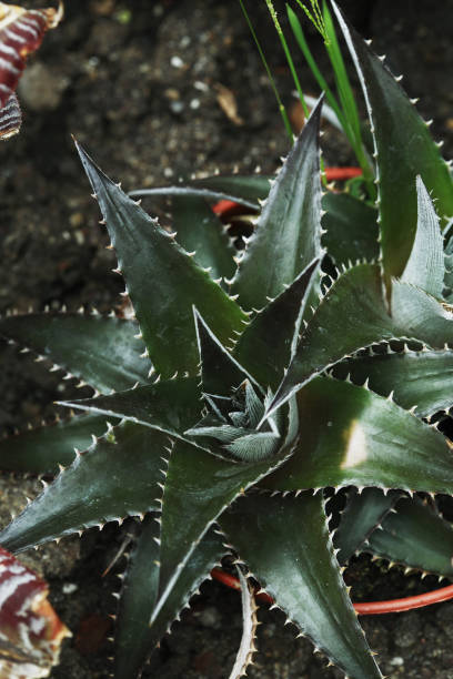 istock Aloe Vera plant 1264461647