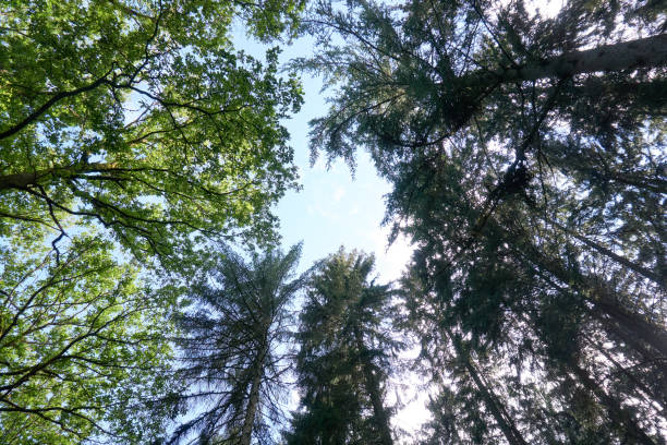 istock several trees photographed from bottom to top 1264462958