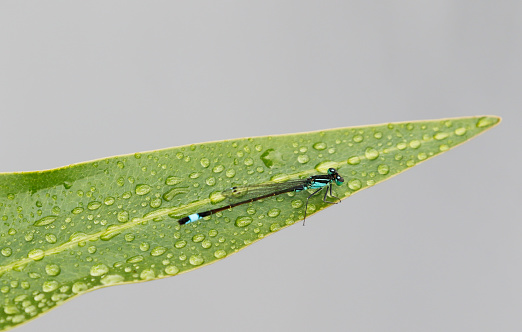 One of the most familiar, widespread and abundant Damselflies in Europe, well known from eutrophic habitats and garden ponds.\nField characters: Total 30-34mm, Abdomen 22-29mm, Hindwing14-21mm.\nHabitat: Abundant at running and especially standing waters; tolerant of some salinity but avoids acid habitats such as Spagnum bogs.\nFlight Season: Late April to Late September in Central and North Europe, normally with only one Generation.\nDistribution: Throughout Europe (Ireland to Japan).\n\nThis is a Common Species in the Netherlands in the described Habitats.