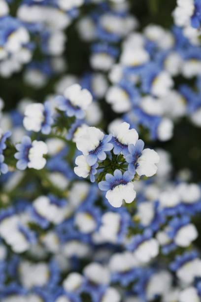 istock Field of blue and white flowers 1264465269
