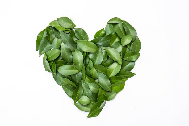 green leaves in heart shape on white background. flat lay. tropical plant green leaves spring time, environment and love protected earth day concept. close up leaves - love growth time of day cheerful imagens e fotografias de stock