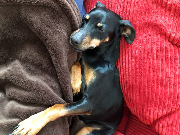 istock Close up of isolated sleeping adorable miniature pinscher (Canis lupus familiaris, mini doberman) on sofa comfortable between blanket and red cushion. 1264467256
