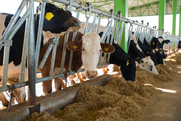 istock cow eating hay bales on the ranch 1264467632