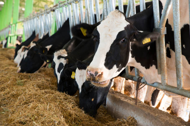 istock cow eating hay bales on the ranch 1264469026